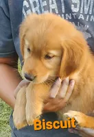 Biscuit AKC, a female Golden Retriever for sale in Walker, MI – 1 of 4