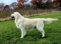 Champ AKC, a male Golden Retriever for sale in Walker, MI – 2 of 5