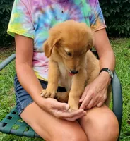 Biscuit AKC, a female Golden Retriever for sale in Walker, MI – 5 of 10