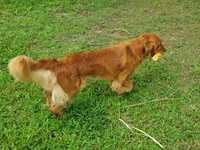 Pippi AKC, a female Golden Retriever for sale in Walker, MI – 6 of 10