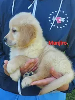 Manjiro AKC, a male Golden Retriever for sale in Walker, MI – 3 of 7