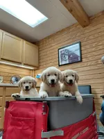 Snoopy AKC, a male Golden Retriever for sale in Walker, MI – 4 of 5