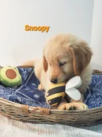 Snoopy AKC, a male Golden Retriever for sale in Walker, MI – 3 of 5