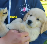 Hank AKC, a male Golden Retriever for sale in Walker, MI – 3 of 5