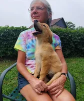 Biscuit AKC, a female Golden Retriever for sale in Walker, MI – 8 of 10