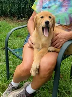 Biscuit AKC, a female Golden Retriever for sale in Walker, MI – 9 of 10
