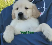 Yogi Bear AKC, a male Golden Retriever for sale in Walker, MI – 3 of 5