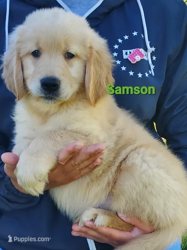 Samson – Golden Retriever puppy for sale in Walker, MI