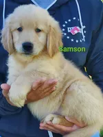 Samson, a male Golden Retriever for sale in Walker, MI – 1 of 4