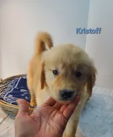 Kristoff AKC, a male Golden Retriever for sale in Walker, MI – 2 of 4