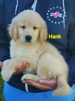 Hank AKC, a male Golden Retriever for sale in Walker, MI – 1 of 5
