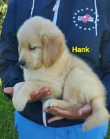 Hank AKC, a male Golden Retriever for sale in Walker, MI – 2 of 5