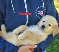 Manjiro AKC, a male Golden Retriever for sale in Walker, MI – 5 of 7