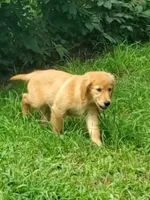 Biscuit AKC, a female Golden Retriever for sale in Walker, MI – 3 of 10