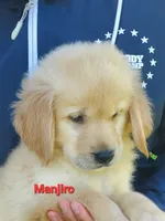 Manjiro AKC, a male Golden Retriever for sale in Walker, MI – 2 of 7