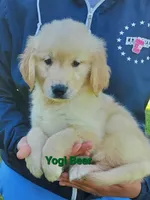 Yogi Bear AKC, a male Golden Retriever for sale in Walker, MI – 2 of 5