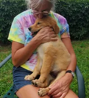 Biscuit AKC, a female Golden Retriever for sale in Walker, MI – 6 of 10