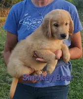 Smokey Bear AKC, a male Golden Retriever for sale in Walker, MI – 4 of 4