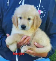 Manjiro AKC, a male Golden Retriever for sale in Walker, MI – 4 of 7
