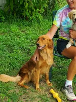 Pippi AKC, a female Golden Retriever for sale in Walker, MI – 3 of 10
