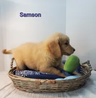 Samson, a male Golden Retriever for sale in Walker, MI – 2 of 4