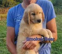 Smokey Bear AKC, a male Golden Retriever for sale in Walker, MI – 3 of 4