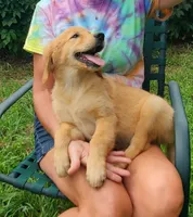 Biscuit AKC, a female Golden Retriever for sale in Walker, MI – 10 of 10