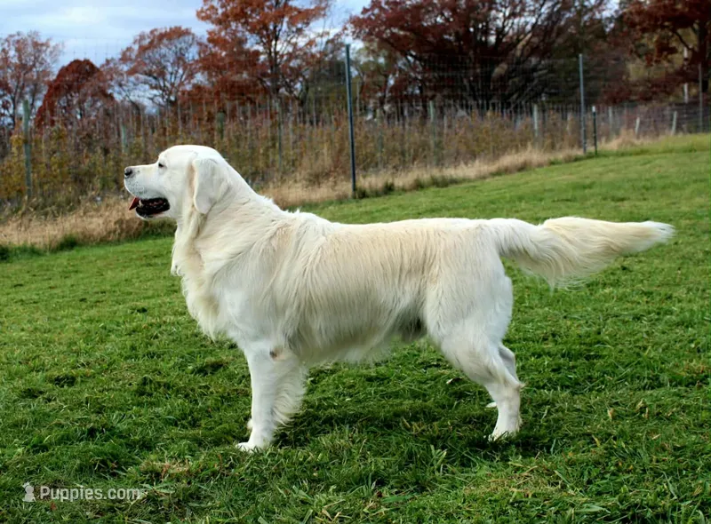 Champ – Golden Retriever puppy for sale in Walker, MI