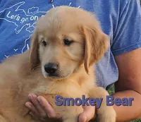 Smokey Bear AKC, a male Golden Retriever for sale in Walker, MI – 2 of 4
