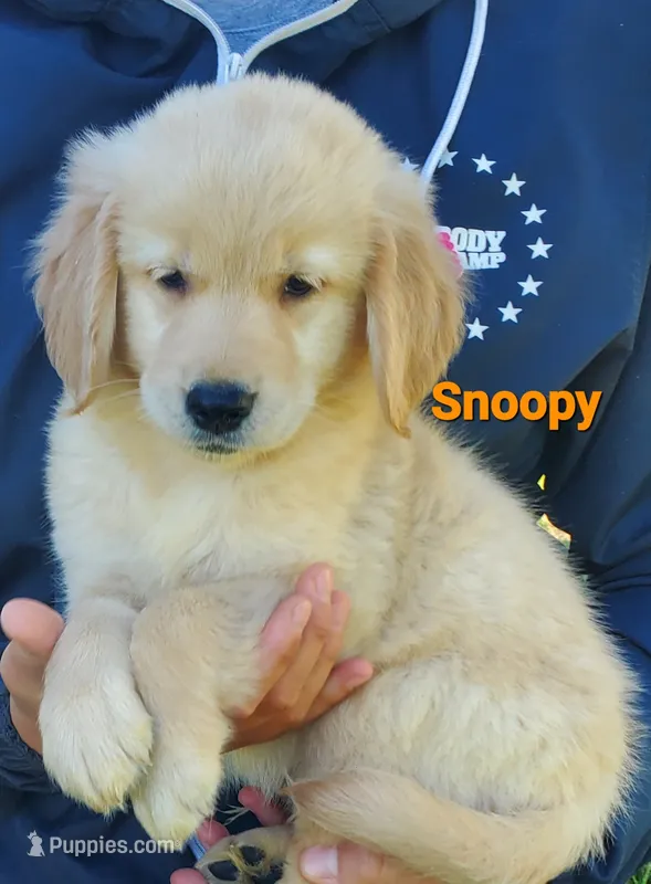 Snoopy AKC – Golden Retriever puppy for sale in Walker, MI