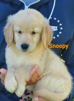 Snoopy AKC, a male Golden Retriever for sale in Walker, MI – 1 of 5