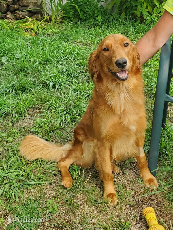 Pippi AKC – Golden Retriever puppy for sale in Walker, MI