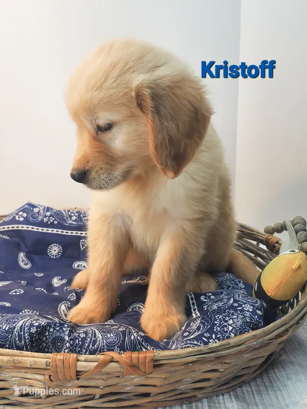 Kristoff AKC – Golden Retriever puppy for sale in Walker, MI