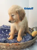 Kristoff AKC, a male Golden Retriever for sale in Walker, MI – 1 of 4