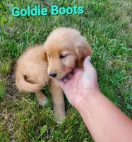 Goldie Boots AKC, a female Golden Retriever for sale in Walker, MI – 4 of 4
