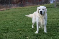 Champ, a male Golden Retriever for sale in Walker, MI – 3 of 5