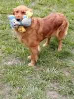 Pippi AKC, a female Golden Retriever for sale in Walker, MI – 8 of 10