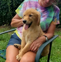 Biscuit AKC, a female Golden Retriever for sale in Walker, MI – 2 of 10