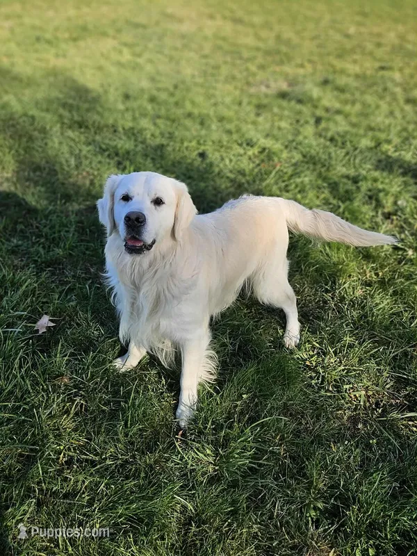 Champ AKC – Golden Retriever puppy for sale in Walker, MI