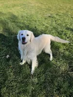 Champ AKC, a male Golden Retriever for sale in Walker, MI – 1 of 5