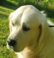 Champ, a male Golden Retriever for sale in Walker, MI – 5 of 5