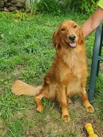 Pippi AKC, a female Golden Retriever for sale in Walker, MI – 5 of 10