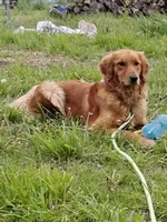 Pippi AKC, a female Golden Retriever for sale in Walker, MI – 9 of 10