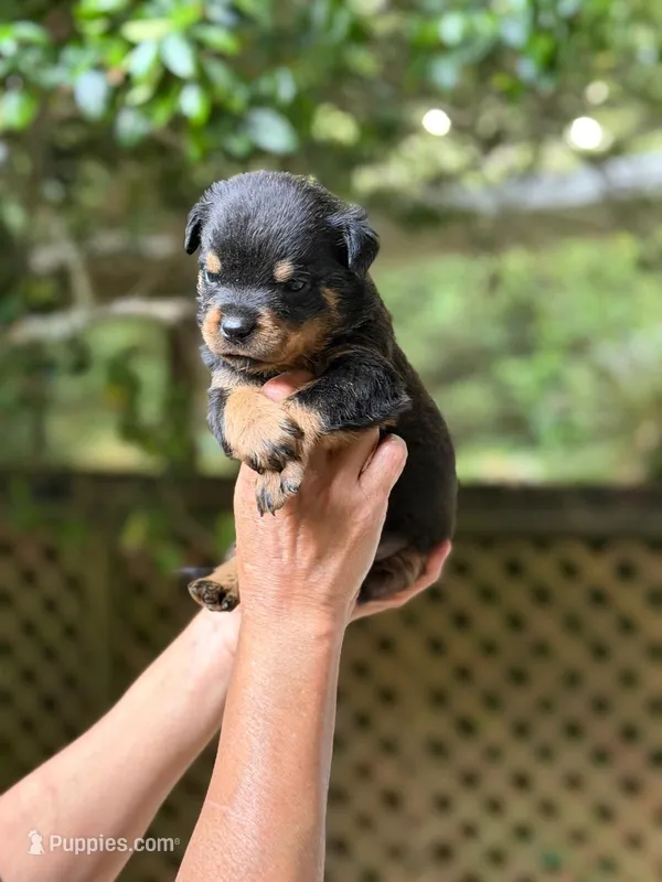 Banner X Rose  – Rottweiler puppy for sale in Ocala Estates, FL