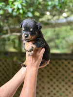 Banner X Rose , a female Rottweiler for sale in Ocala Estates, FL – Photo 1 of 2