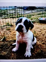 Frenchie, a male French Bulldog for sale in Fresno, CA – Photo 2 of 4