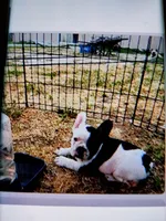 Frenchie, a male French Bulldog for sale in Fresno, CA – Photo 1 of 4