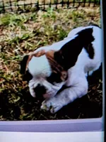 Frenchie, a male French Bulldog for sale in Fresno, CA – Photo 3 of 4