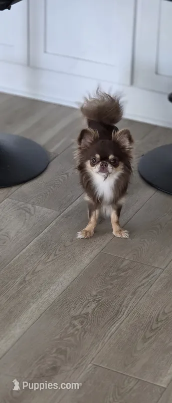 Magic - Pedigree – Chihuahua puppy for sale in Celina, TX