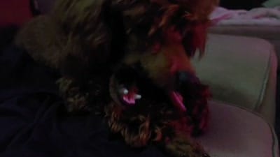 Facility video